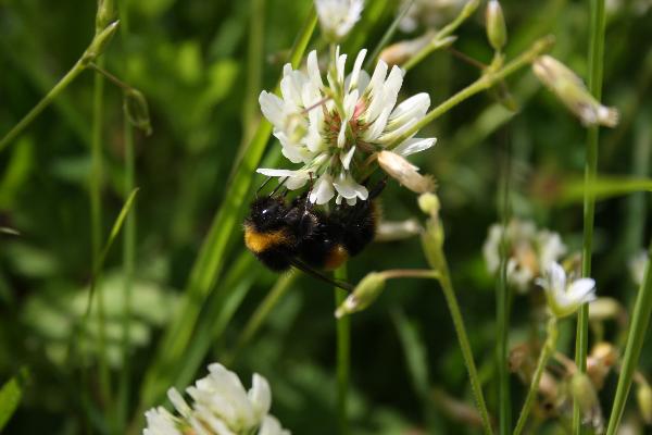 Buzzing for biodiversity: Green Sod Ireland celebrates World Bee Day