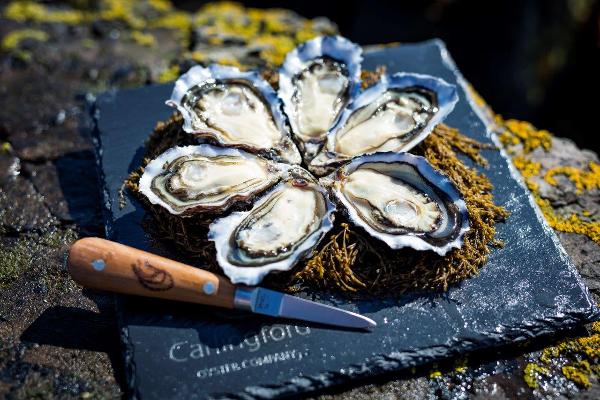 Award-winning Carlingford Oyster Company invests more than half a million euro in new production facilities, with support from BIM