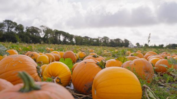Supervalu pumpkins supplied by Donnelly Fresh