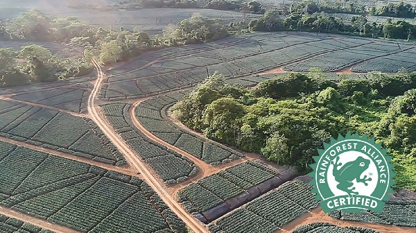 Fyffes Pineapple Farm Receives Rainforest Alliance Certification in Sustainable Agriculture