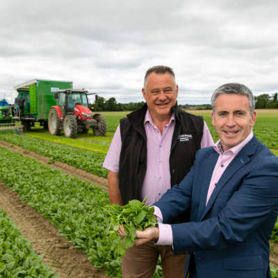 New shoots: McCormack Family Farms welcome first harvest of organic Irish spinach