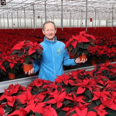 SuperValu to Sell 135,000 Irish Poinsettias In Runup To Christmas 