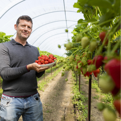 SuperValu’s Signature Tastes Irish Strawberries signal summer’s return
