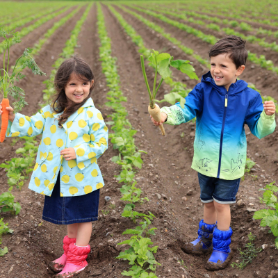 Irish consumers say vegetables are good value for money and least likely to be cut back on due to cost-of-living pressures – Bord Bia