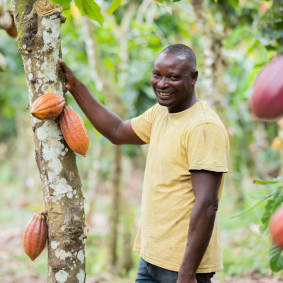 Nestlé uses guaranteed traceable cocoa ingredients for a range of Ireland's chocolate brands