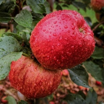 Irish Apples Worth Picking! Keelings Irish Eating Apples Now Available in Tesco Stores Nationwide