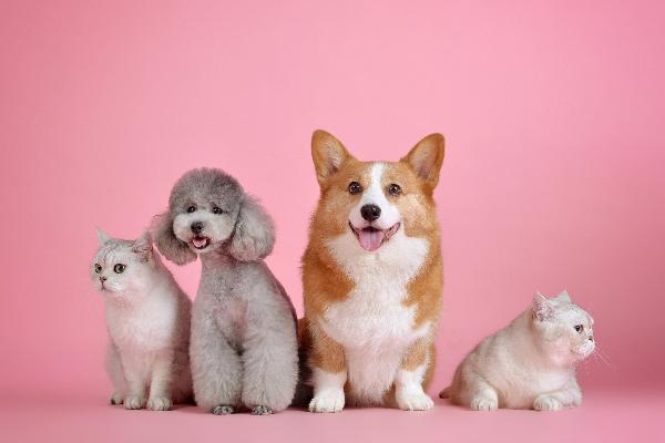 SuperValu Insurance launches pet insurance as it continues strategic expansion