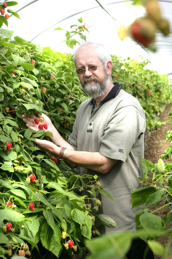 SUPERVALU SIGNATURE TASTES RASPBERRIES REAP THE BENEFITS OF ALL YEAR-ROUND AVAILABILITY