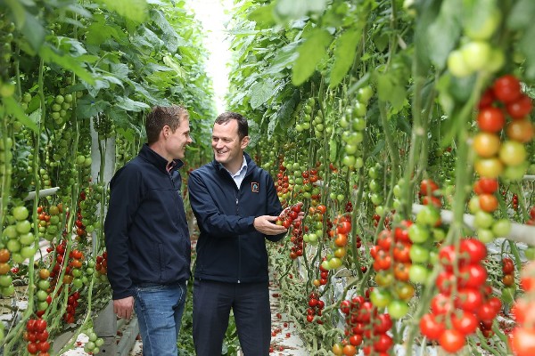 Flynn’s Tomatoes wins juicy new €14m contract with Aldi Ireland