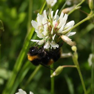  Buzzing for biodiversity: Green Sod Ireland celebrates World Bee Day 