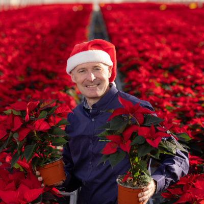 SuperValu Irish grown poinsettias ready for Christmas
