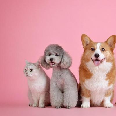 SuperValu Insurance launches pet insurance as it continues strategic expansion 